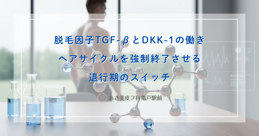 脱毛因子TGF-βとDKK-1の働き｜ヘアサイクルを強制終了させる退行期のスイッチ