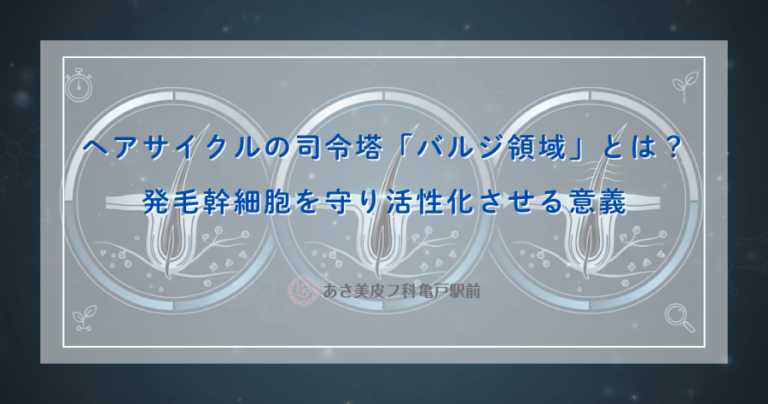 ヘアサイクルの司令塔「バルジ領域」とは？発毛幹細胞を守り活性化させる意義