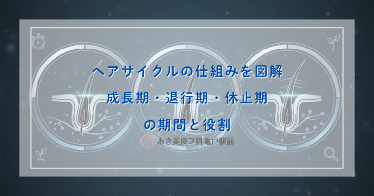 ヘアサイクルの仕組みを図解｜成長期・退行期・休止期の期間と役割