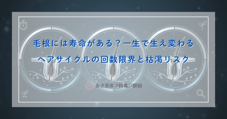 毛根には寿命がある？一生で生え変わるヘアサイクルの回数限界と枯渇リスク