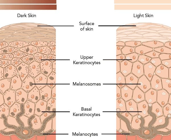 皮膚の層