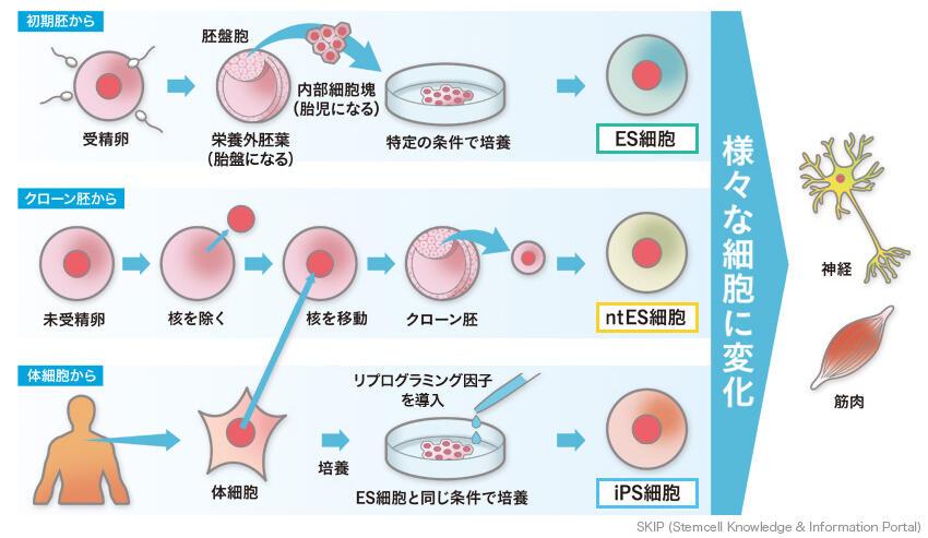幹細胞